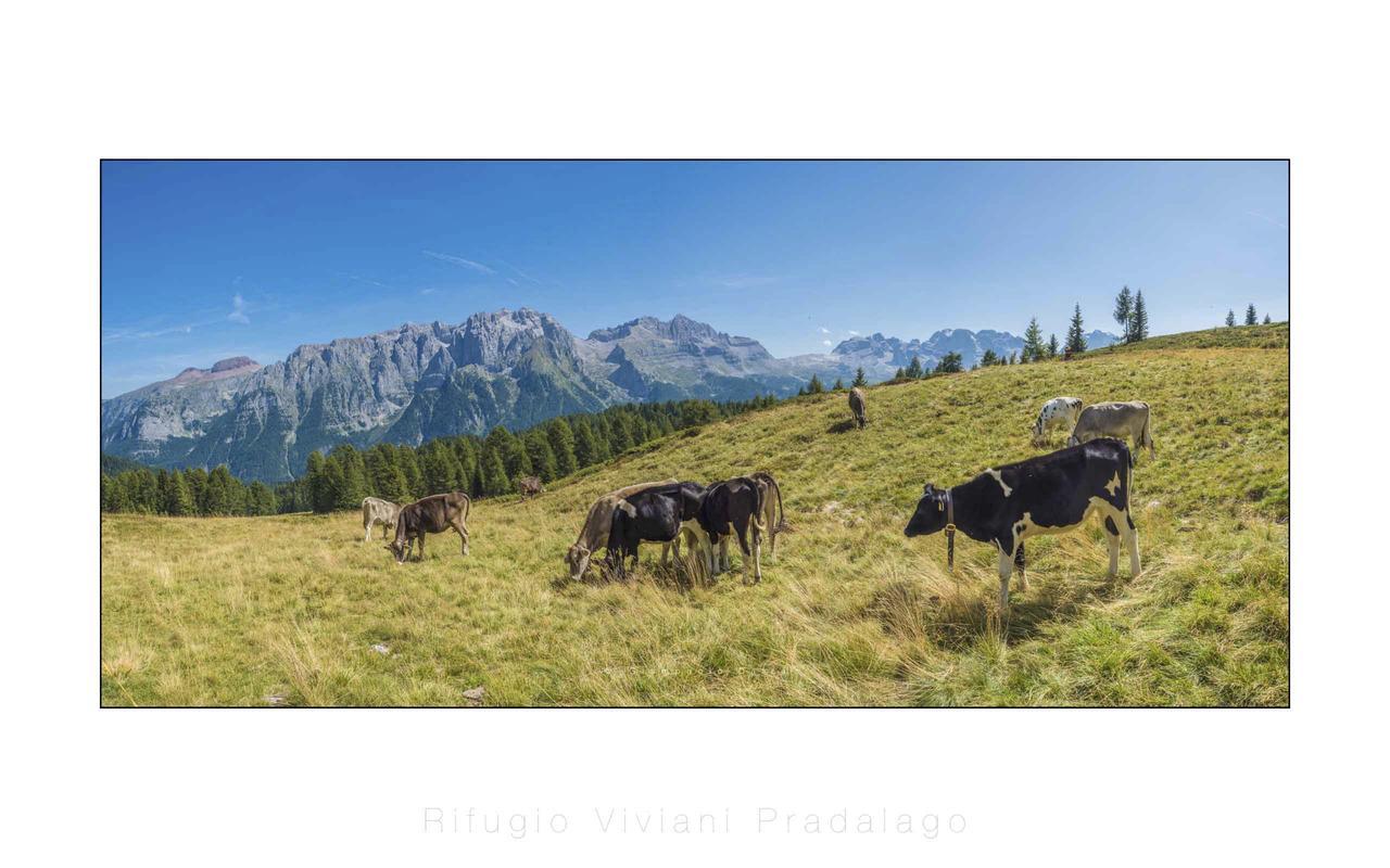 Hotel Rifugio Viviani Pradalago Madonna Exterior foto
